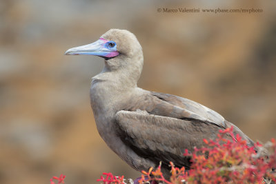 Red-footed Booby - Sula sula