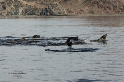 California Sea lions