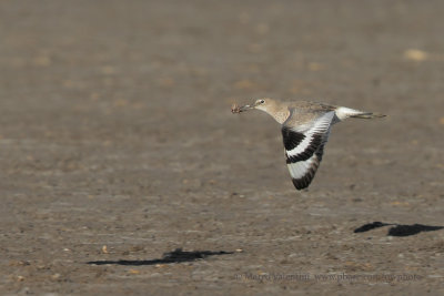 Willet - Tringa semipalmata