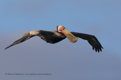 Brown pelican - Pelicanus occidentalis