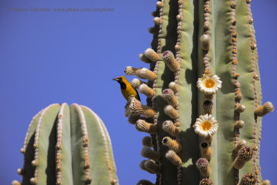 Hooded oriole - Icterus cucullatus