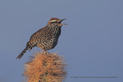 Cactus wren - Campylorhynchus brunneicapillus