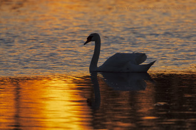 Mute Swan - Cygnus olor