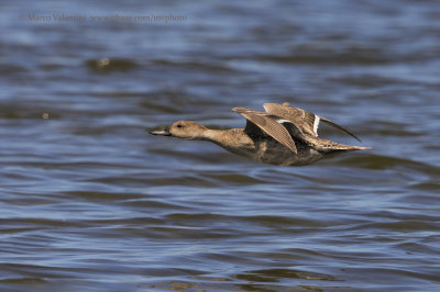 Pintail - Anas acuta