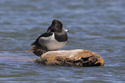 Ring-necked Duck - Aythya collaris