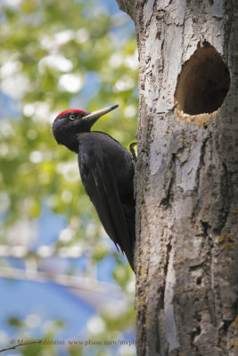 Black Woodpecker - Dryocopus martius