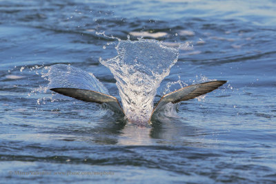 Scopoli's Shearwater - Calonectris diomedea