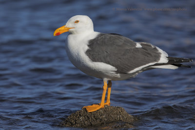 Yellow-footed Gull - Larus livens