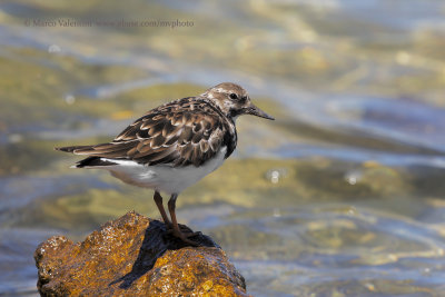 Turnstone - Arenaria interpres