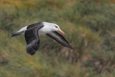 Black-browed Albatross - Thalassarche melanophris