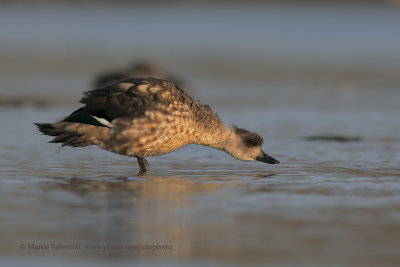 Crested Duck - Lophonetta specularioides