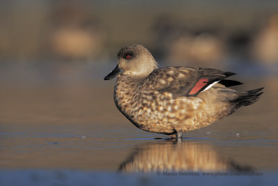 Crested Duck - Lophonetta specularioides