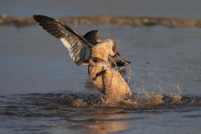 Crested Duck - Lophonetta specularioides