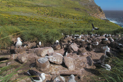 Albatross colony