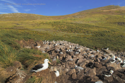 Albatross colony