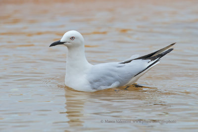 Black-billed Gull - Larus bulleri