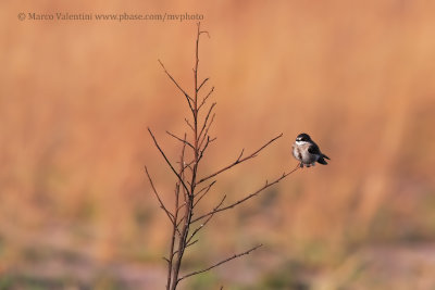 Banded martin - Riparia cincta