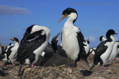 Imperial Shag - Phalacrocorax atriceps