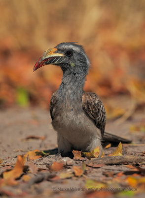 African grey Hornbill - Tockus nasutus