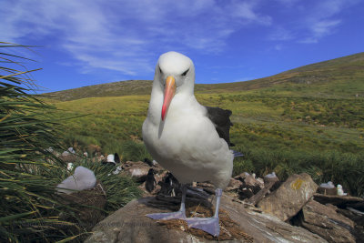 Black-browed Albatros - Thalassarche melanophris