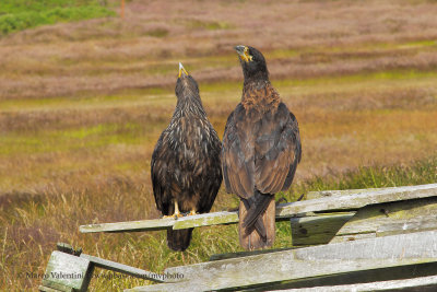 Striated caracara - Phalcoboenus australis