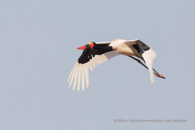 Saddle-billed stork - Mycteria senegalensis
