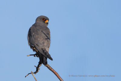 Red-footed Falcon - Falco vespertinus