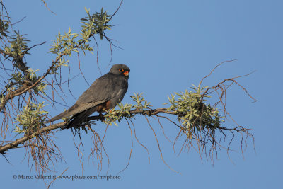 Red-footed Falcon - Falco vespertinus