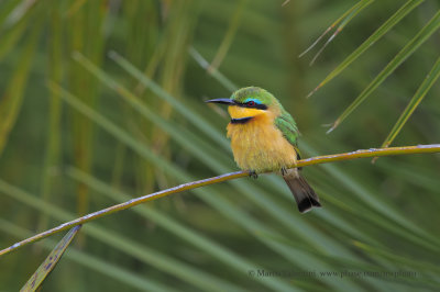 Little Bee-eater - Merops pusillus