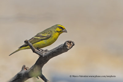 Yellow-fronted Canary - Crithagra mozambica