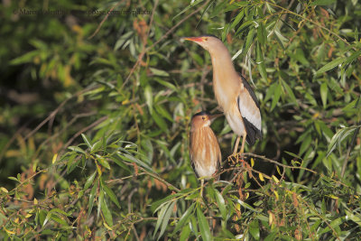 Little Bittern - Ixobrychus minutus