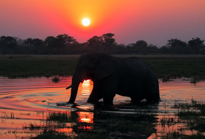 African Elephant - Loxodonta africana