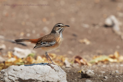 White-browed Scrub-robin - Cercotrichas leucophrys