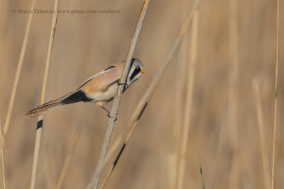 Bearded Tit - Panurus biarmicus