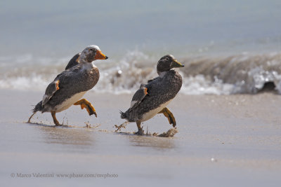 Falkland fligthless Steamer duck - Tachyeres brachypterus