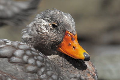 Falkland fligthless Steamer duck - Tachyeres brachypterus