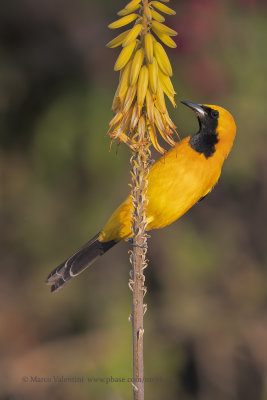 Hooded oriole - Icterus cucullatus