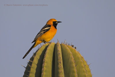 Hooded oriole - Icterus cucullatus