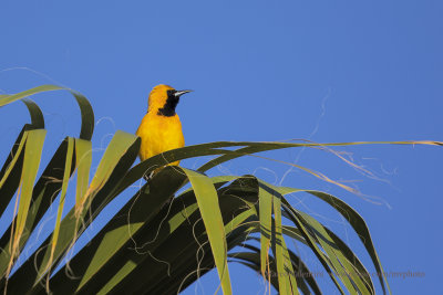 Hooded oriole - Icterus cucullatus