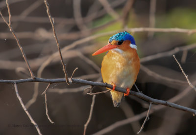 Malachite Kingfisher - Alcedo cristata