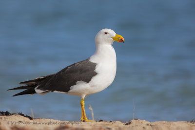 Pacific Gull - Larus pacificus