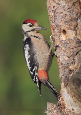 Great spotted Woodpecker - Dendrocopus major