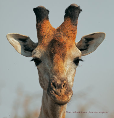 Giraffa camelopardalis angolensis