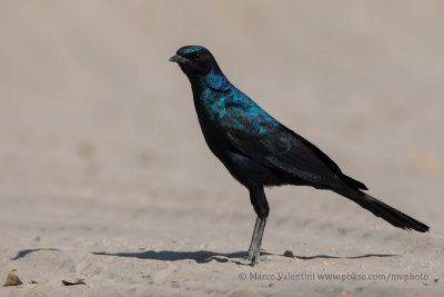 Burchell's Starling - Lamprotornis australis