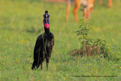 Northern Ground-hornbill - Bucorvus abyssinicus