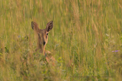 Oribi - Ourebia oribi