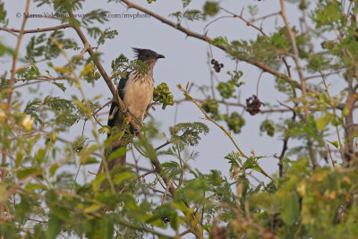 Levaillant's Cuckoo - Calamtor levaillantii