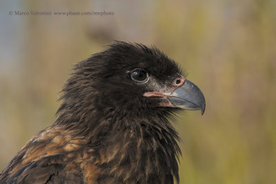 Striated caracara - Phalcoboenus australis