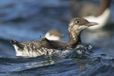 Common Guillemot - Uria aalge