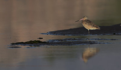 Marble godwit - Limosa fedoa